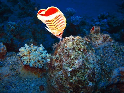 礁石上的红色和黄色条纹鱼
